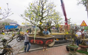 Những gốc Hoàng Mai giá trăm triệu ở Huế