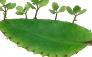 Những mẹo chữa trĩ tại nhà hiệu quả