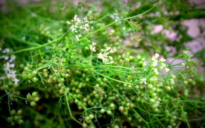 Đọc ngay nếu định xông hơi nước lá mùi già tất niên