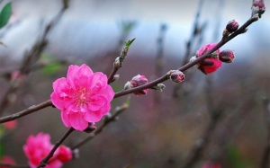 Bắc Bộ nắng ấm từ giờ đến hết Tết