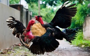 Chọi gà – thú chơi không riêng của Việt Nam