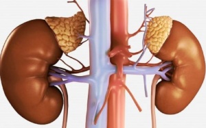 Thực phẩm tốt cho người bị suy tuyến thượng thận