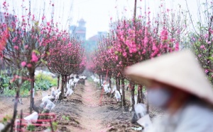 Đào, quất khoe sắc đón Tết ở Hà Nội