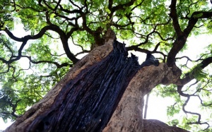 Cây cảnh 'cụ' chơi Tết giá tiền tỷ vẫn có người mua