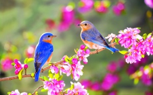 Chạm ngưỡng “thiên đường” mùa xuân