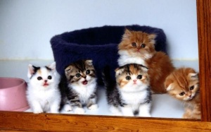 Tử vi 12 cung hoàng đạo Chủ nhật (5/2/2017)