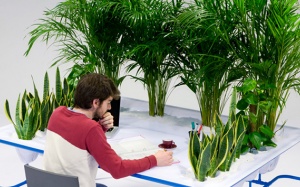 Trồng ngay 4 loại cây cảnh này nơi làm việc để ngăn chặn ung thư và nhiều bệnh khác