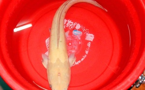 Ngư dân Đà Nẵng bắt được cá trê vàng nặng 2kg