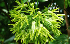 3 cách chữa bệnh trĩ theo dân gian hiệu quả