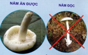 Ngộ độc nấm, gia đình 9 người chỉ còn 1 người sống sót