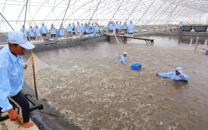 ​Phát động năm cao điểm an toàn thực phẩm lĩnh vực nông nghiệp