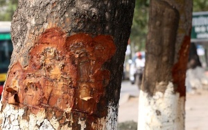 Vỏ xà cừ có giúp chữa bệnh ngoài da?