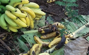 Đổ chuối cho... bò ăn vì Trung Quốc đột ngột không mua