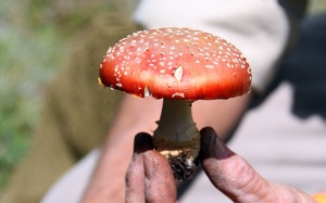 Ngộ độc nấm: Xử trí và phòng ngừa như thế nào?