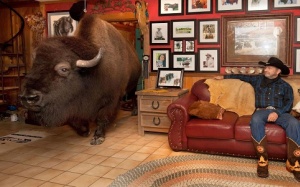 Bò bison nặng 1,1 tấn ngủ phòng riêng, ăn cùng bàn với chủ