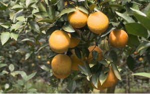 4 loại cam nổi tiếng xứ Nghệ