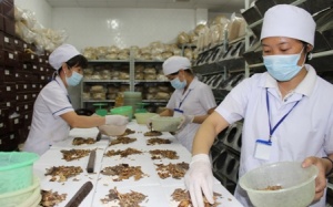 600 lương y đi làm giúp việc vì không được cấp chứng nhận