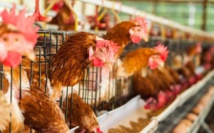 Y tế Việt Nam khẩn cấp phòng dịch cúm gia cầm lan từ Trung Quốc