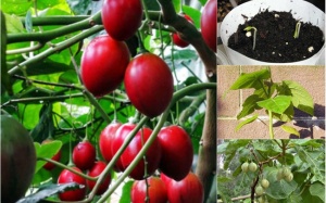 Cà chua thân gỗ - hàng hiếm xôn xao Hà thành trồng thế nào?