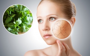 Lá rau mùi - Bí quyết giúp bạn đối phó với da khô!