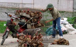 Ăn 80.000 tấn gà Trung Quốc thải loại: Ám ảnh dịch bệnh