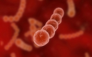 [Inforgraphics]: Nhận biết viêm họng do liên cầu khuẩn tan huyết nhóm A