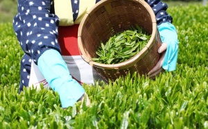 Lợn nuôi bằng trà xanh có gì đặc biệt?