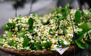 Tháng Ba – hoa bưởi vào bếp