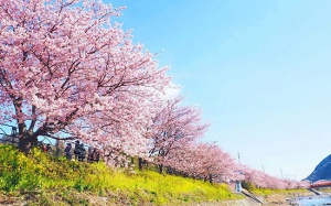 Nô nức đi ngắm nơi có hoa anh đào nở sớm nhất Nhật Bản