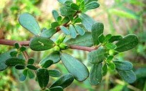 Trung Quốc gọi 'rau trường thọ', phương Tây tôn thảo dược quý còn người Việt vẫn bỏ phí