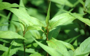 Những lợi ích đáng ngạc nhiên của rau răm