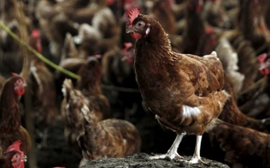 70 người ở Nam Định bị giám sát vì cúm A/H5N1 bùng phát