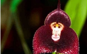 Thích thú chùm ảnh loài hoa lan kỳ lạ có hình dáng giống hệt “mặt khỉ”