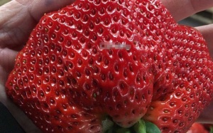 Dâu tây khổng lồ: Cơn sốt 'nữ hoàng' 250 nghìn đồng/quả