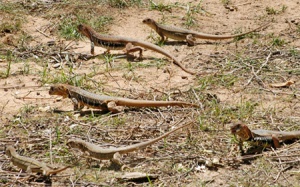 Thử thách vị giác với món dông cát Phan Thiết