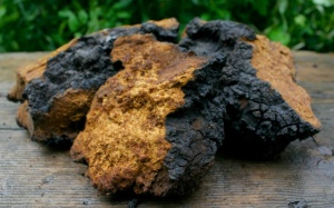 Vì sao nấm Chaga tốt cho người bị đái tháo đường, mỡ máu?