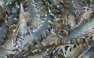 Kiểm soát dư lượng kháng sinh trong tôm với mô hình VietGAP