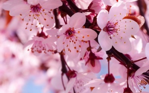 10 loài hoa đẹp nhất thế giới