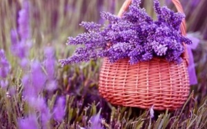 Ngửi những mùi hương này giúp bạn yêu đời hơn