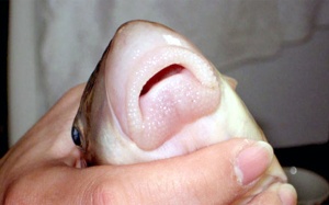 6 loài cá 'đắt như vàng' ở Việt Nam