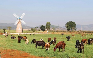 Khánh thành Trang trại bò sữa Organic tiêu chuẩn châu Âu đầu tiên ở Việt Nam