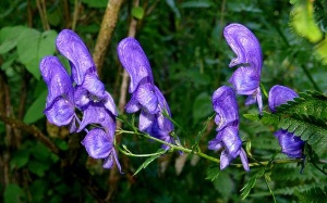 Tại sao nên cẩn trọng khi dùng phụ tử?