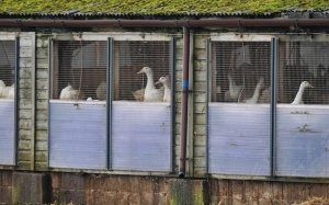 Rất khó phát hiện gia cầm nhiễm virus A/H7N9