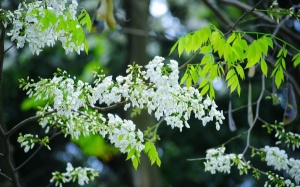 Thời tiết những ngày cuối tháng 3 như thế nào?