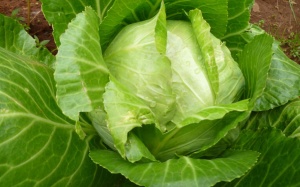 4 loại kháng sinh tự nhiên kỳ diệu