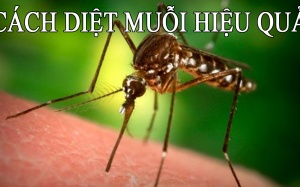 1001 biện pháp đuổi muỗi an toàn cho gia đình bạn