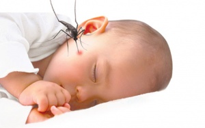 Cách tự nhiên giúp giảm đau giảm ngứa cho bé khi bị muỗi đốt