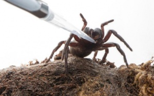 Nọc độc của nhện có thể giúp điều trị đột quỵ?