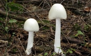 Vụ 3 người trong gia đình ngộ độc nấm: Anh trai tử vong, bố đang nguy kịch