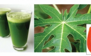 9 công dụng chữa bệnh bất ngờ từ nước ép lá đu đủ
